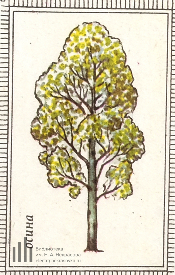 Осина схема. Нарисовать осину. Осина рисунок. Осина карандашом. Осина дерево рисунок.
